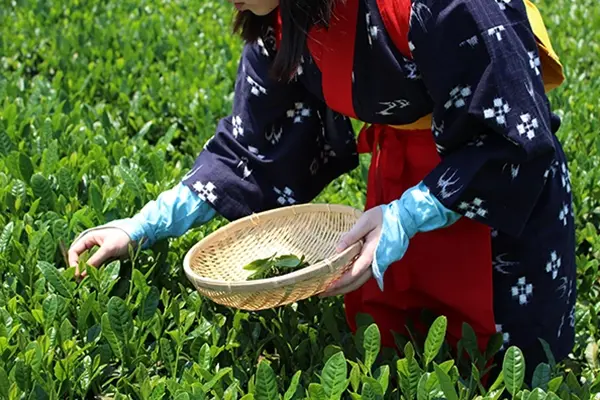 〈五感でお茶を満喫！〉新茶摘み・手作りお茶体験