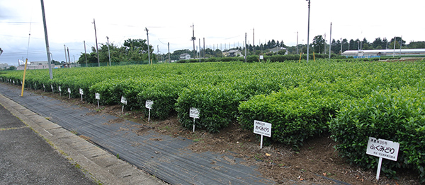 埼玉県農林総合研究センターの茶畑